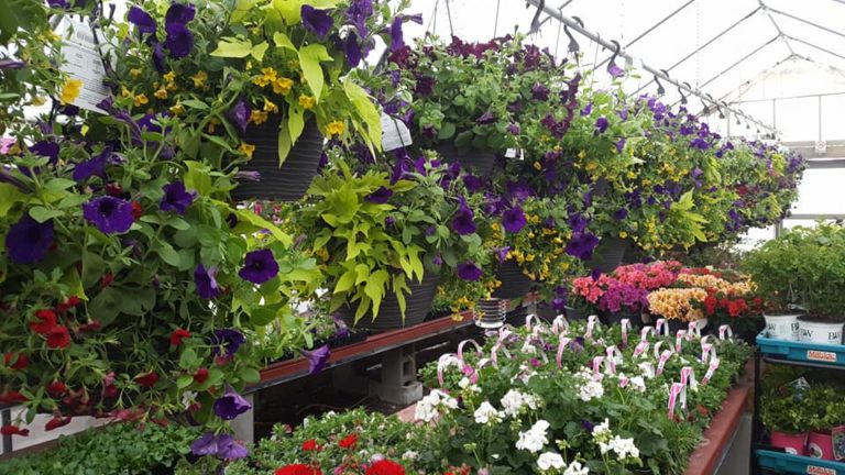 Garden Centre Lamont Home Hardware 2 768x432