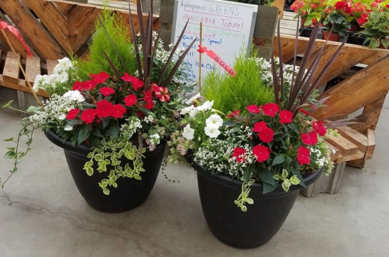 Thiels Greenhouse 1 768x508