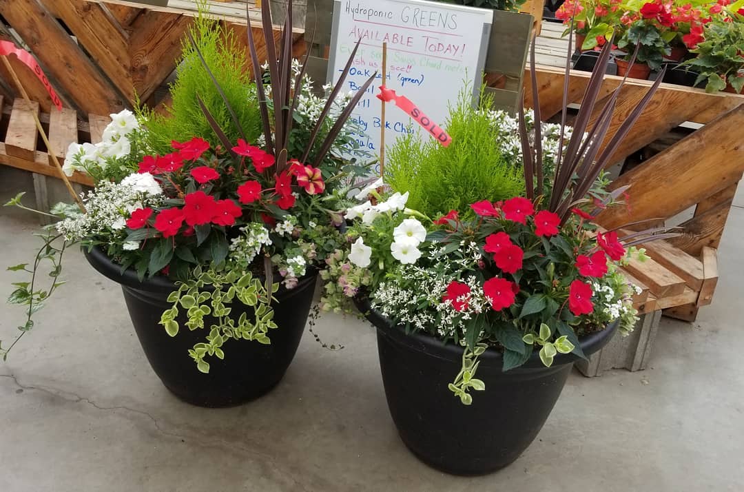 Thiel's Greenhouses Go East of Edmonton