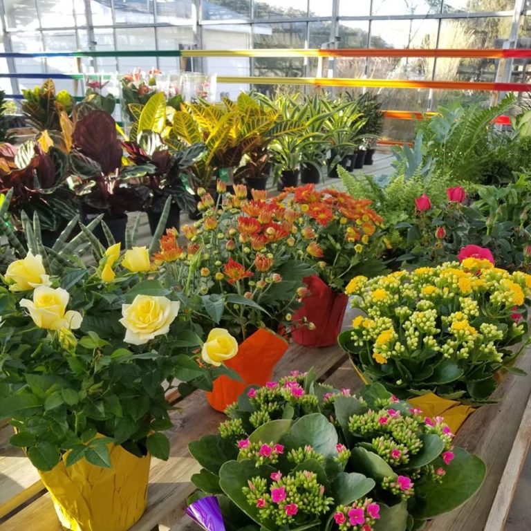 Thiels Greenhouse 4 768x768