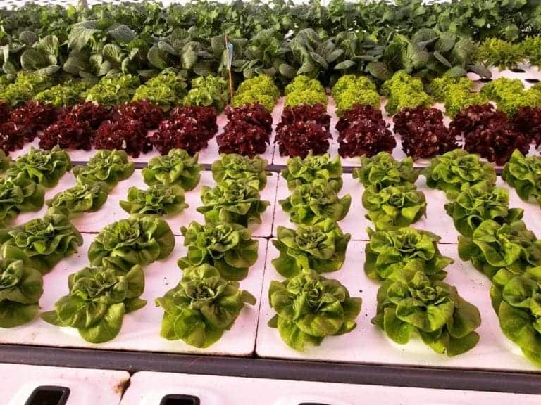 Thiels Greenhouse 5 768x576