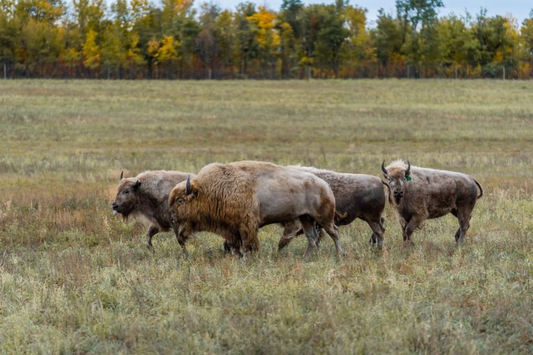Metis Crossing 11 768x512