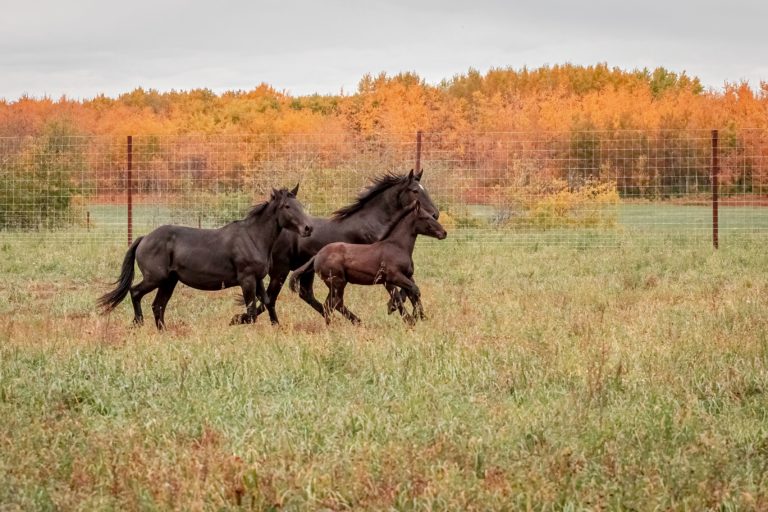 Metis Crossing 12 768x512