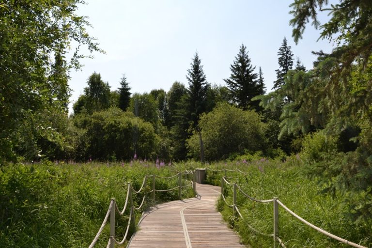 Jurassic Forest 4 768x512