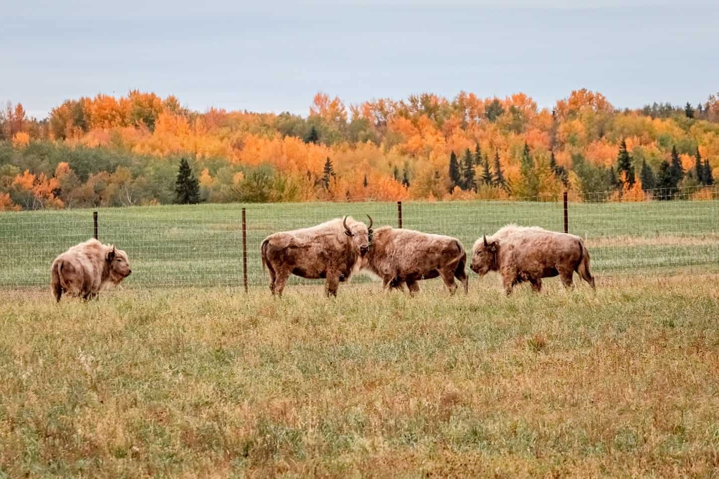 Featured image for “October’s Big Pumpkins, Beautiful Roadtrips & More!”