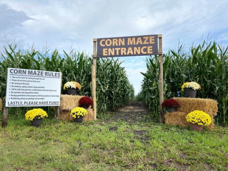 Keato Meadow Corn Maze 2 1 768x576