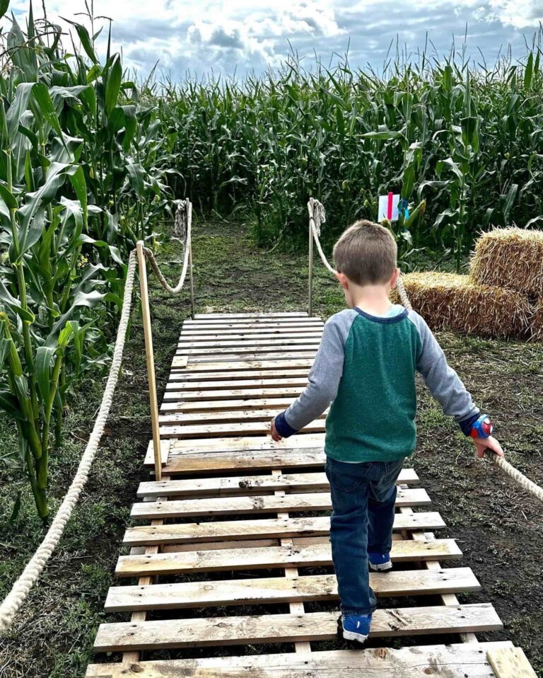Keato Meadow Corn Maze 3 1 768x958
