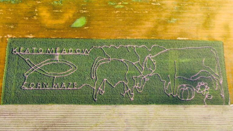 Keato Meadow Corn Maze 5 1 768x432