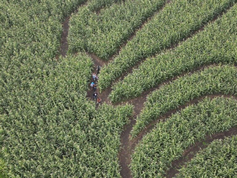 Keato Meadow Corn Maze 6 1 768x576