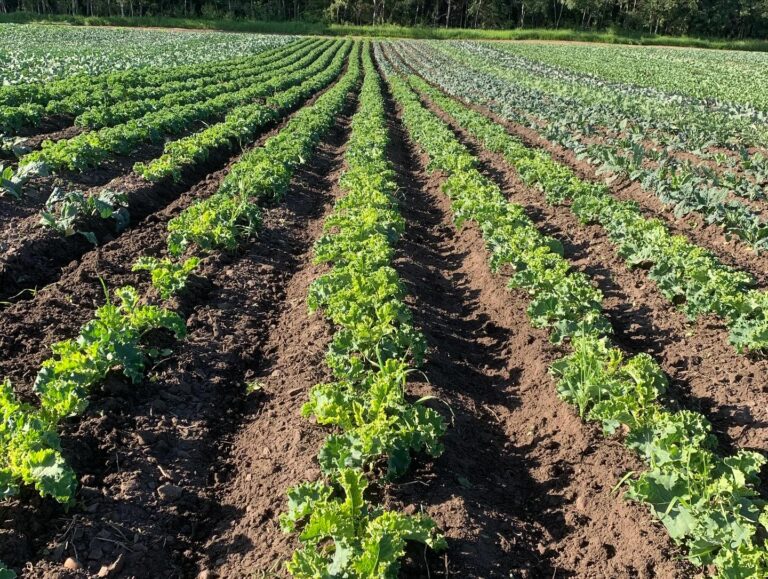 Erdmanns Gardens Greenhouses 1 768x579