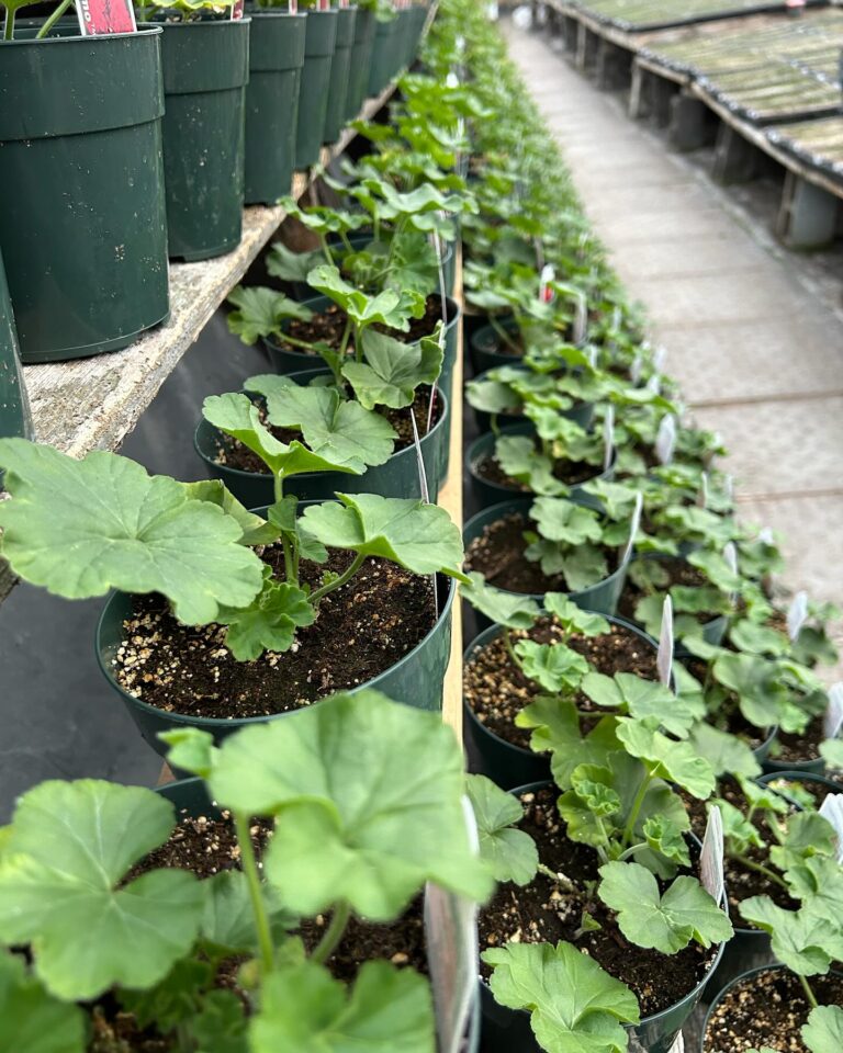 Erdmanns Gardens Greenhouses 4 768x960