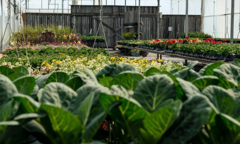 Maple Park Farms 1 768x460