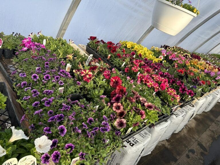 Moes Gardens Greenhouse 2 768x576