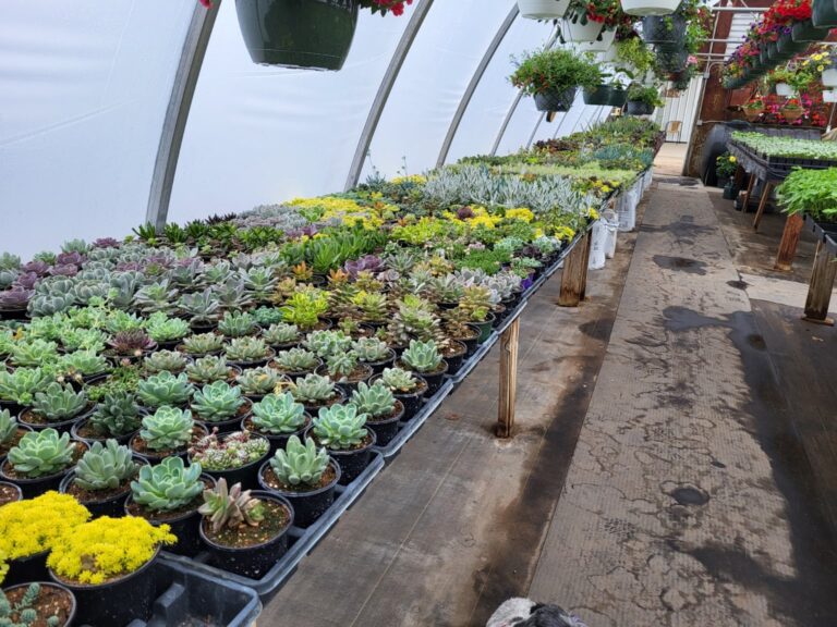 Moes Gardens Greenhouse 6 768x576