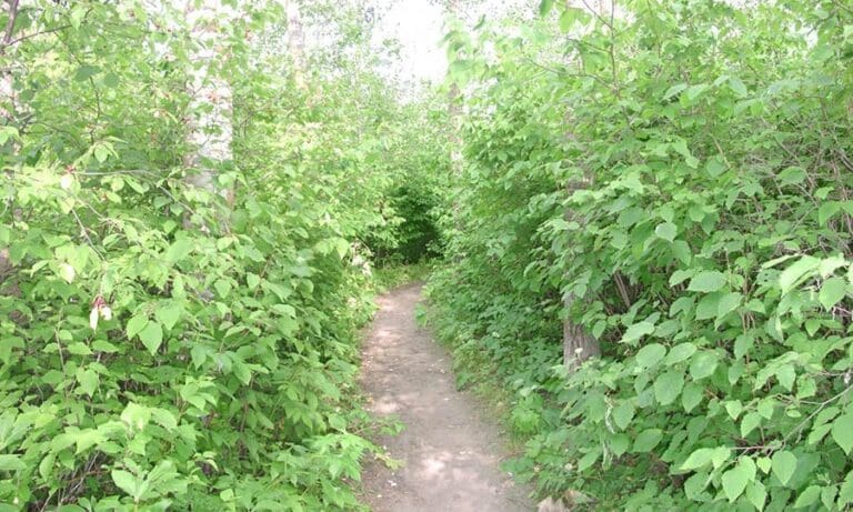 Strathcona County Regional Trail 768x461