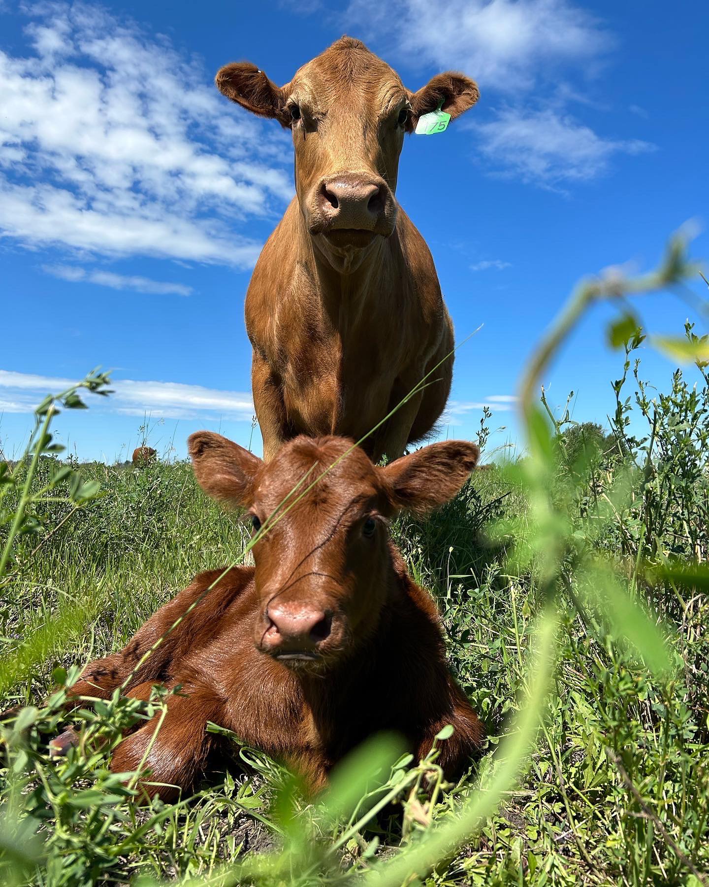 Featured Image for “Charlotte Lake Farms”