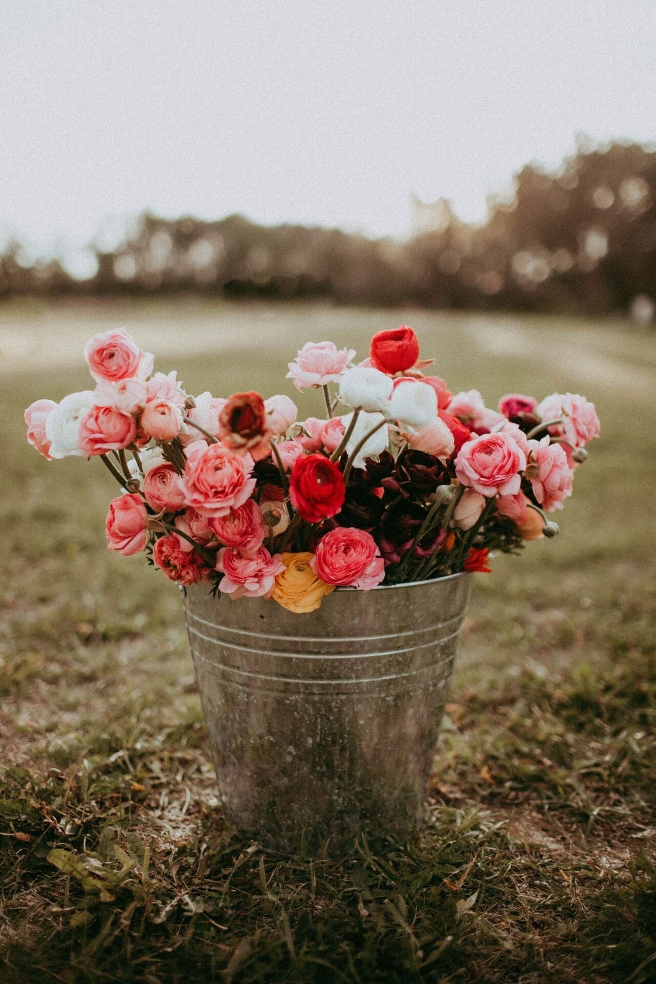 Featured Image for “Providence Acres Flower Farm”