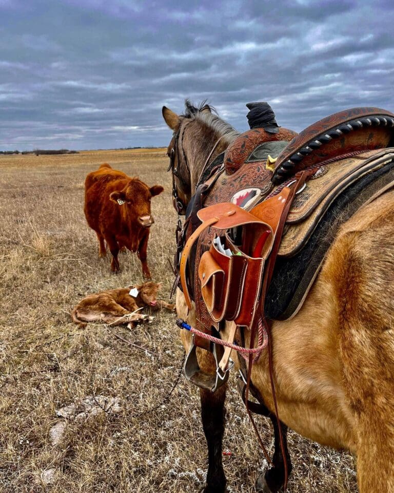 Georges Harness Saddlery 1 768x960