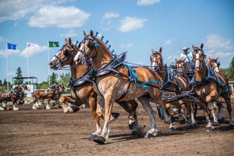Vermilion Fair 2 768x512