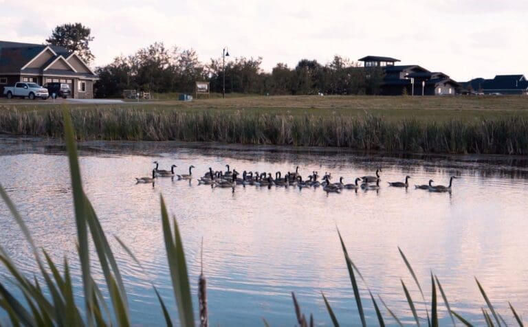 Pelican View Estates 3 1 768x476