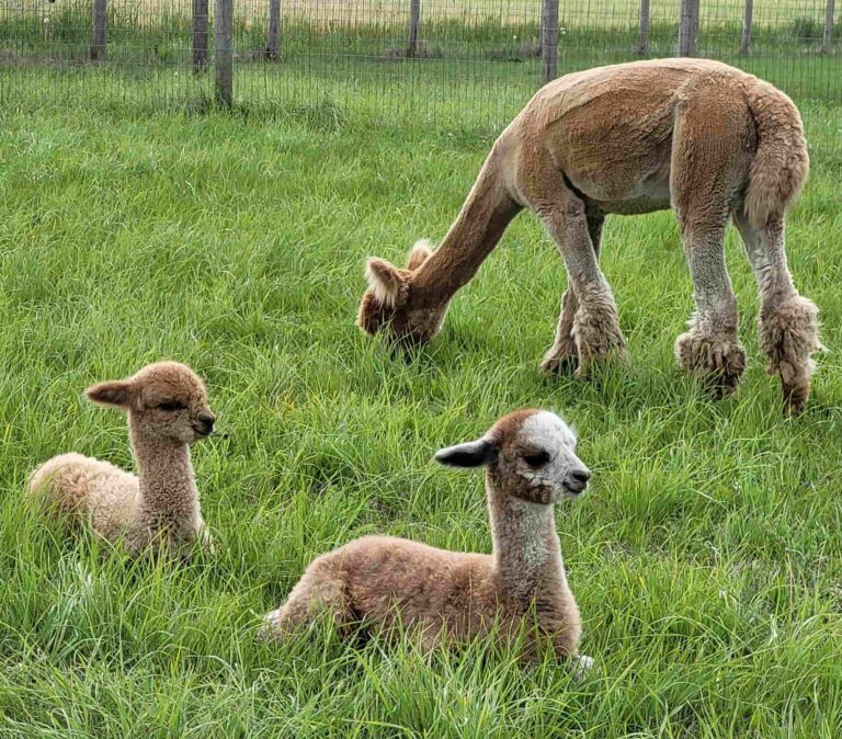 Aurora Alpacas 1 1 768x674