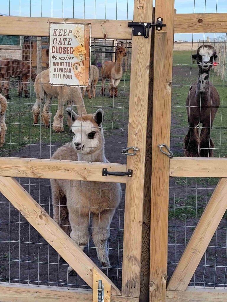 Aurora Alpacas 3 768x1024
