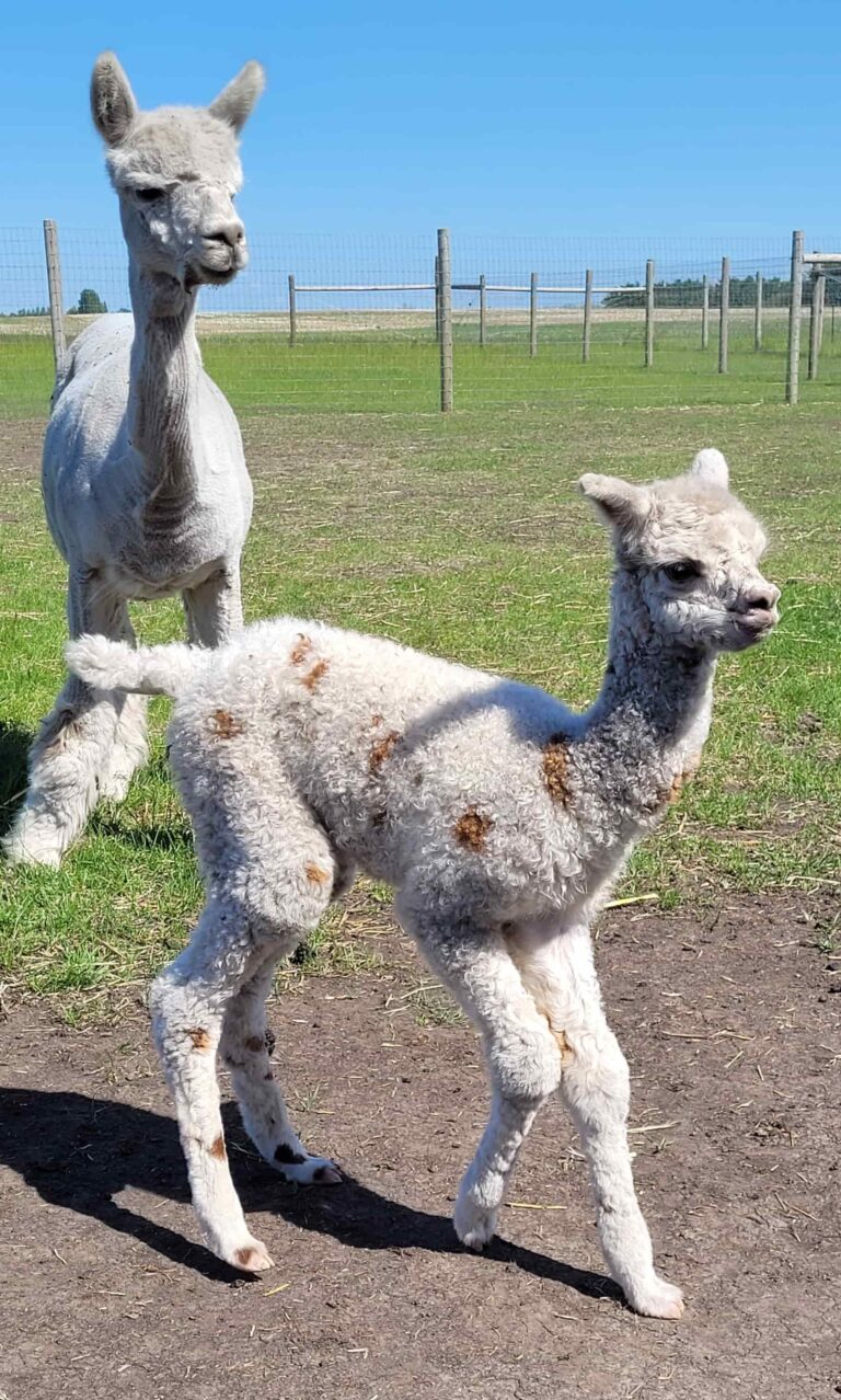 Aurora Alpacas 4 768x1278