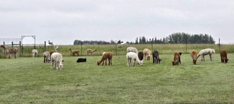 Aurora Alpacas 5 768x341