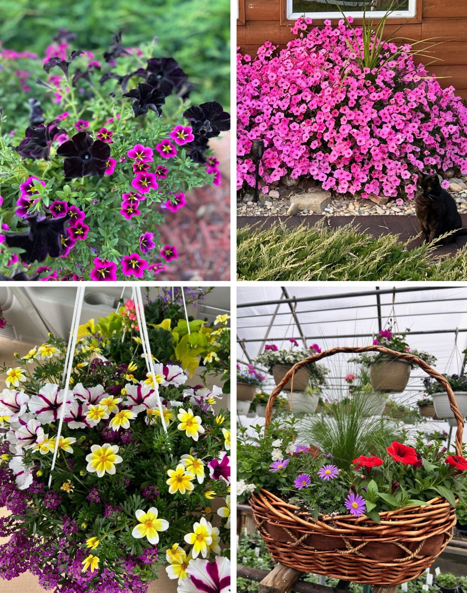 Featured image for “The Great Greenhouse Tour”
