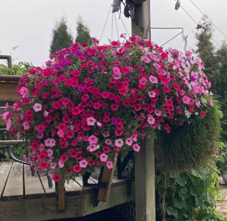 Les Greenhouse 2 768x749