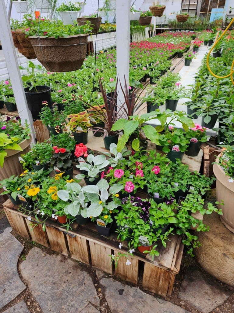 Les Greenhouse 4 768x1024