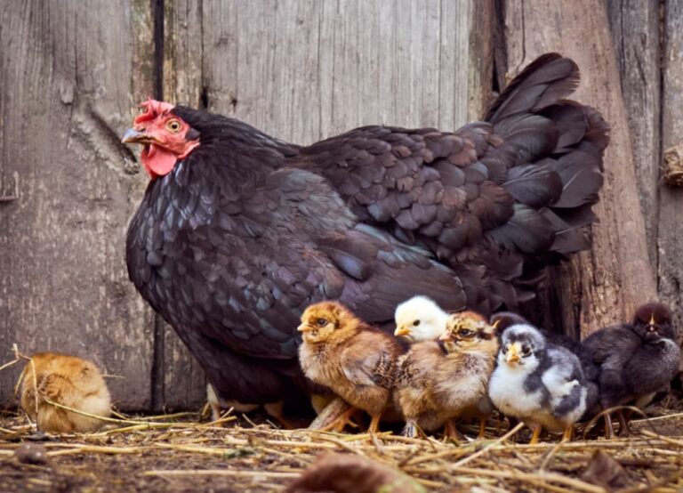 New Beginnings Poultry Ducks 1 1 768x554