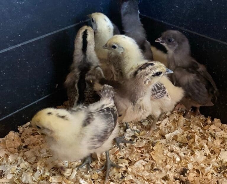 New Beginnings Poultry Ducks 6 1 768x625