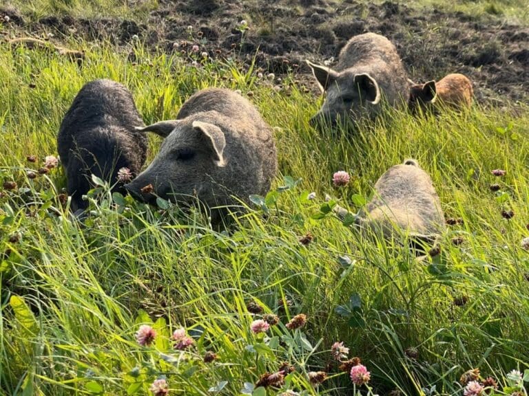 New Beginnings Poultry Ducks 7 768x576