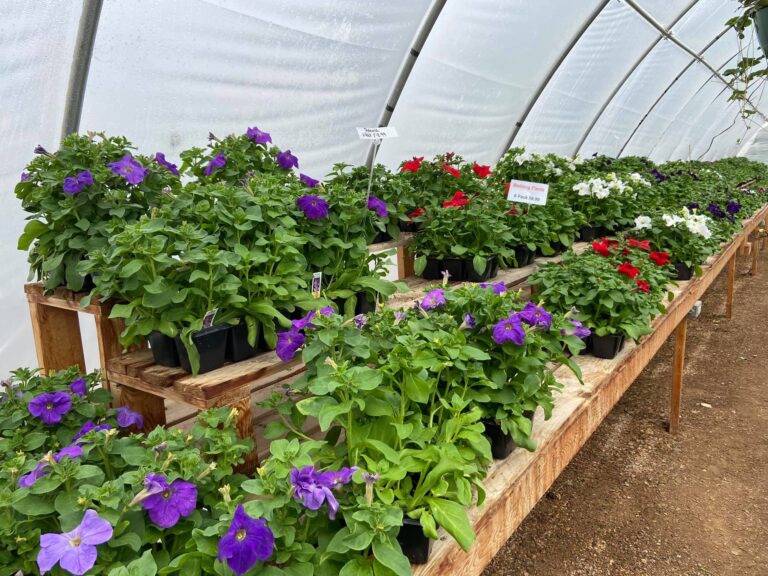 Off the Beaten Path Greenhouse 2 2 768x576