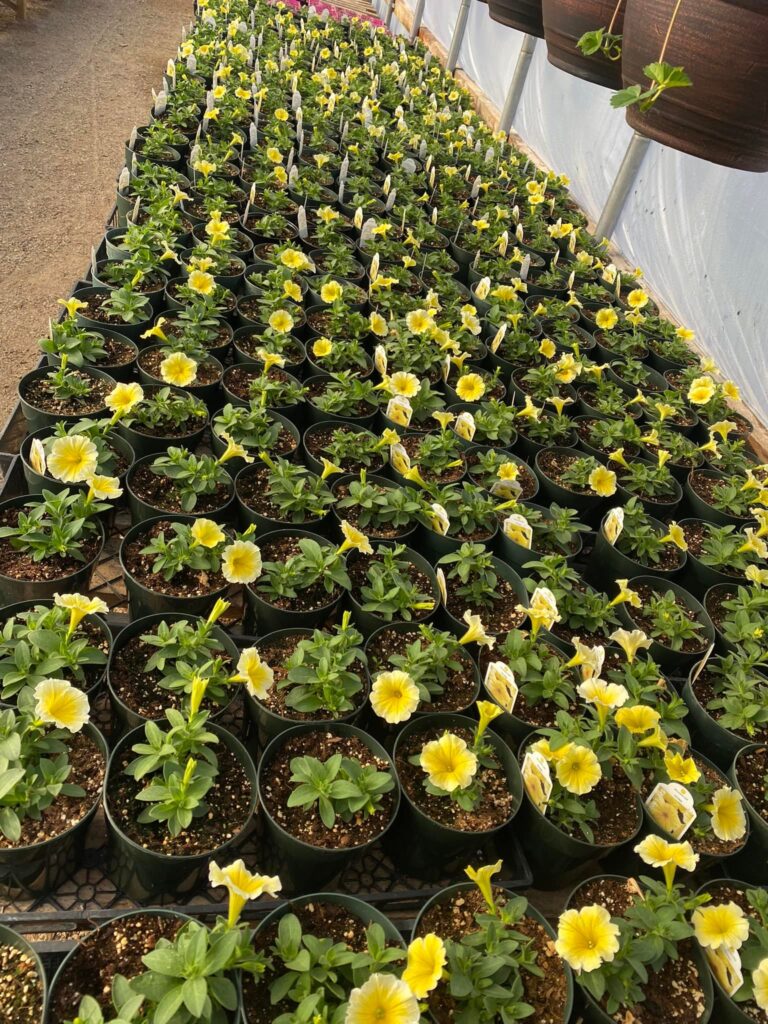 Off the Beaten Path Greenhouse 4 768x1024