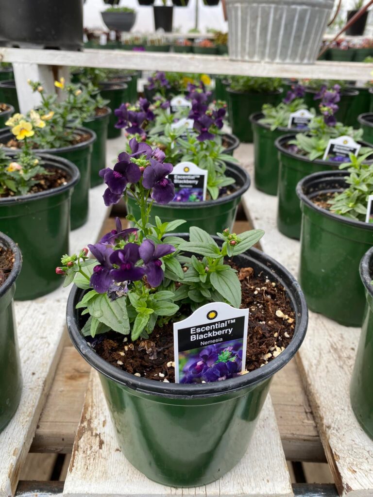 Off the Beaten Path Greenhouse 5 1 768x1024