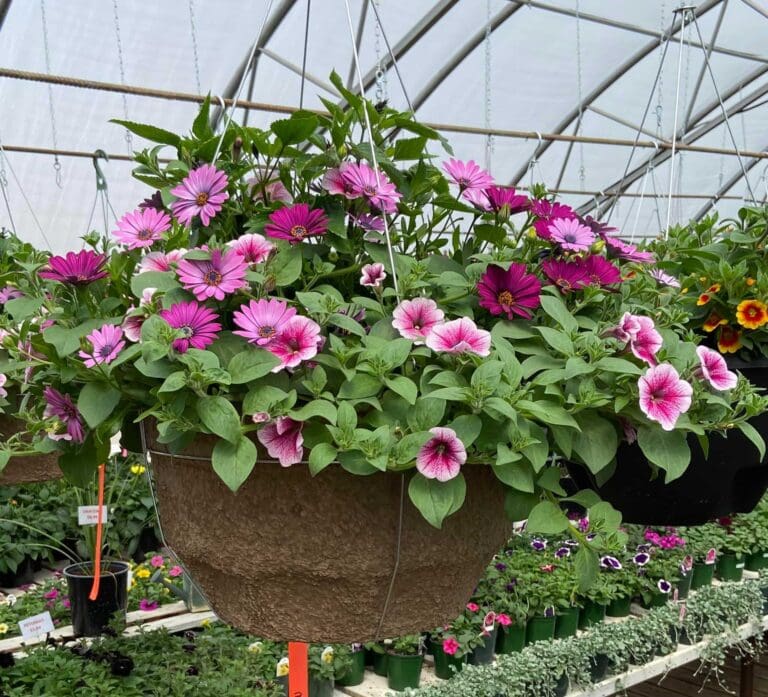 Off the Beaten Path Greenhouse 8 768x697