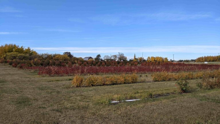 Reveresque Winery 5 768x432