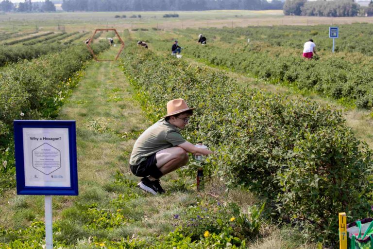 Rosy Farms 2 768x512