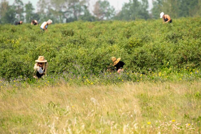 Rosy Farms 3 1 768x512