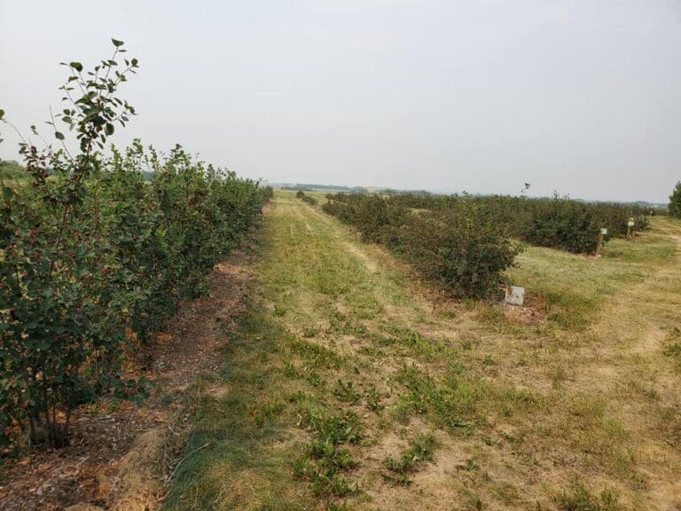 Tasty Berry 1 768x576