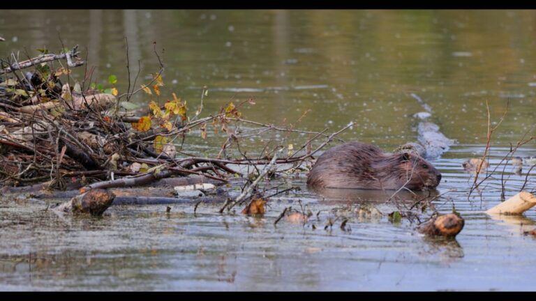 Beaver Hills Biosphere 2 1 768x432