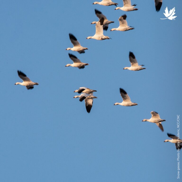 Nature Conservancy of Canada 1 768x768