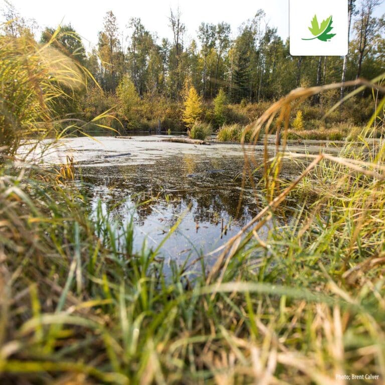 Nature Conservancy of Canada 2 768x768