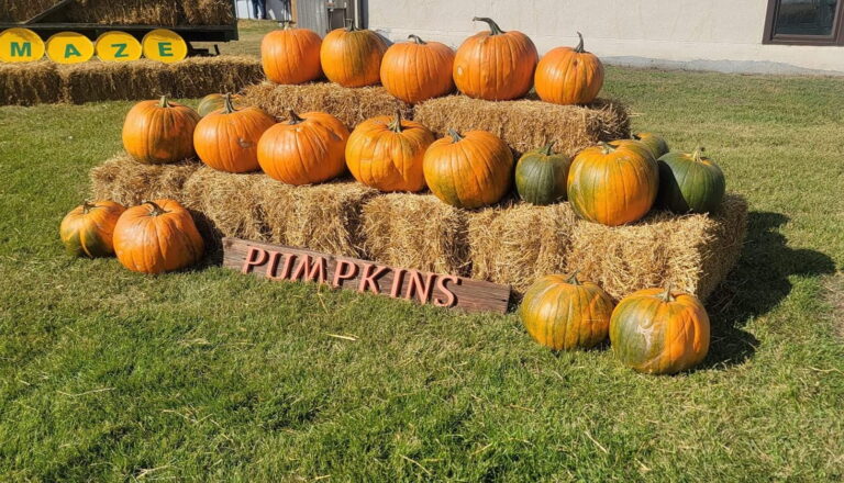 Veg Corn Maze 2 1 768x440