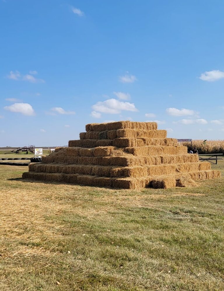 Veg Corn Maze 3 768x997