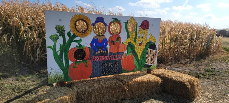 Veg Corn Maze 9 768x346