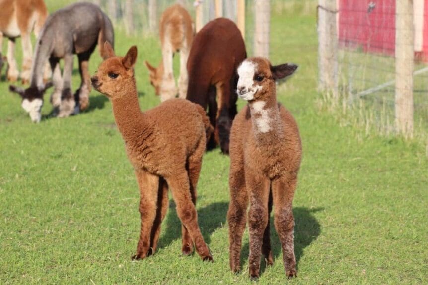 Your Complete Guide to Open Farm Days and Local Food Week | Go East of ...