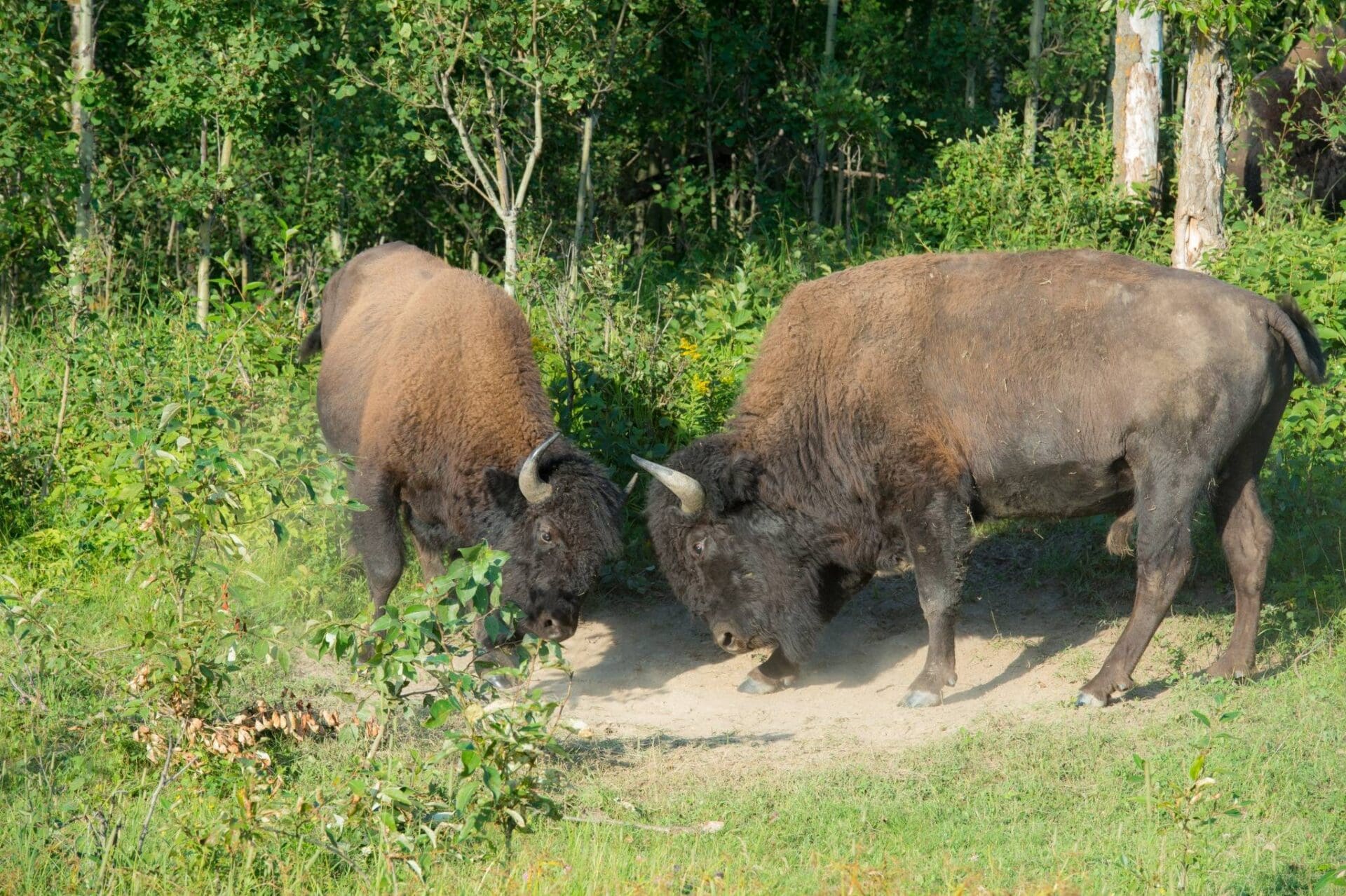Featured image for “The Bison Rut Begins at Elk Island National Park”